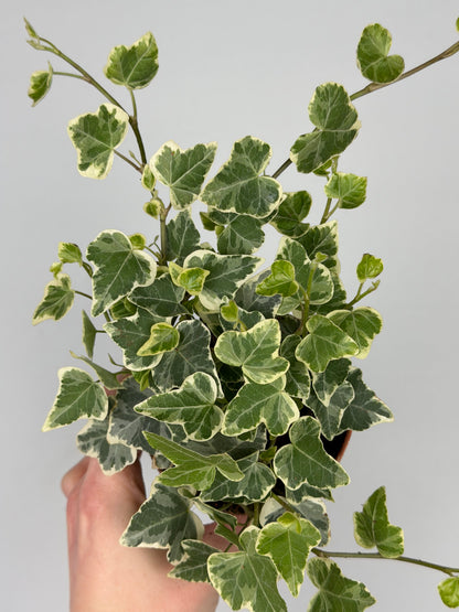 Hedera hel. 'White Wonder' Hedera Tropical Corner