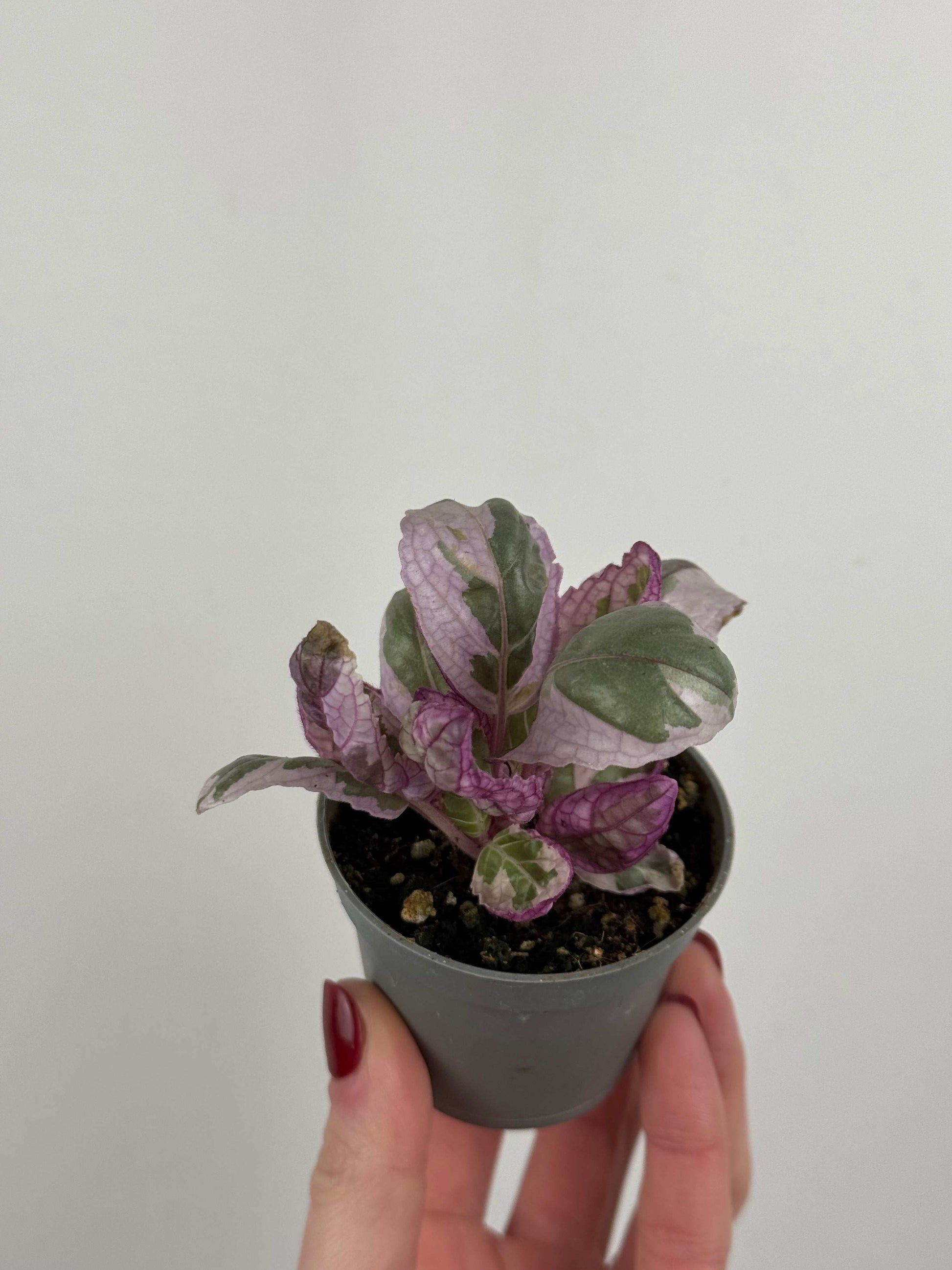 Hemigraphis alternata “Snow white”