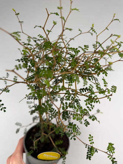 Sophora Prostrata 'Little Baby'