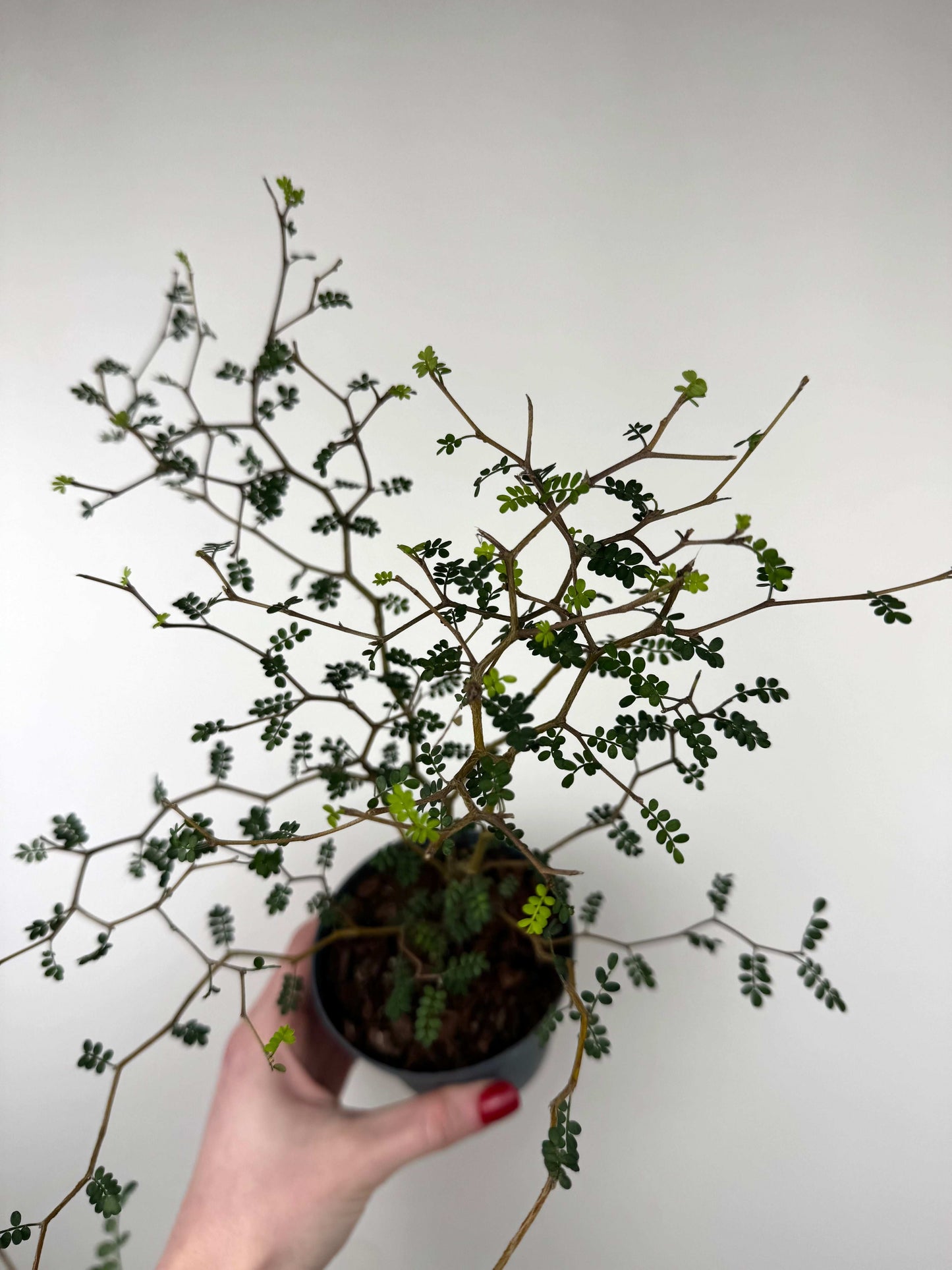 Sophora Prostrata “Little Baby”