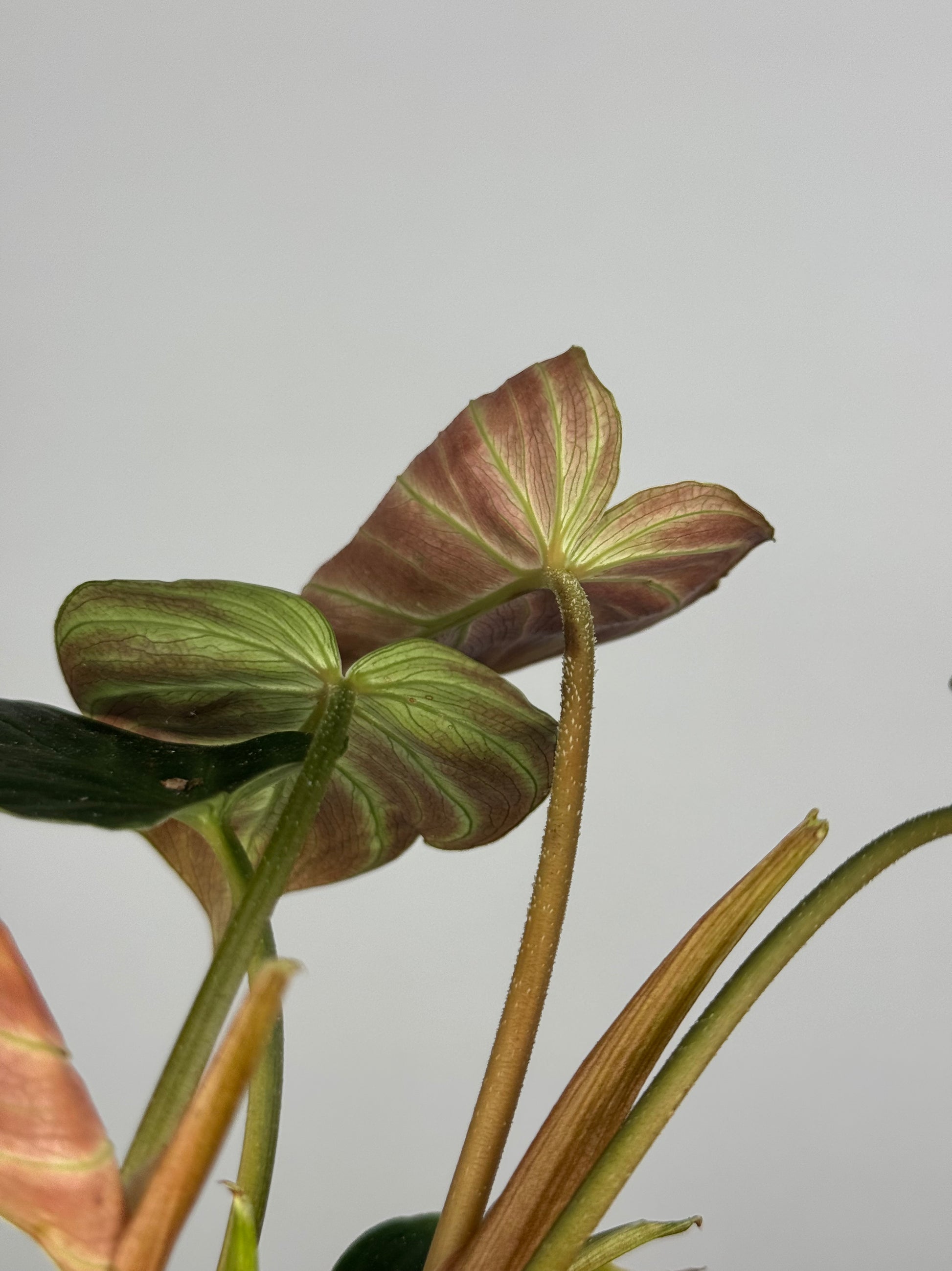 Philodendron El Choco Red