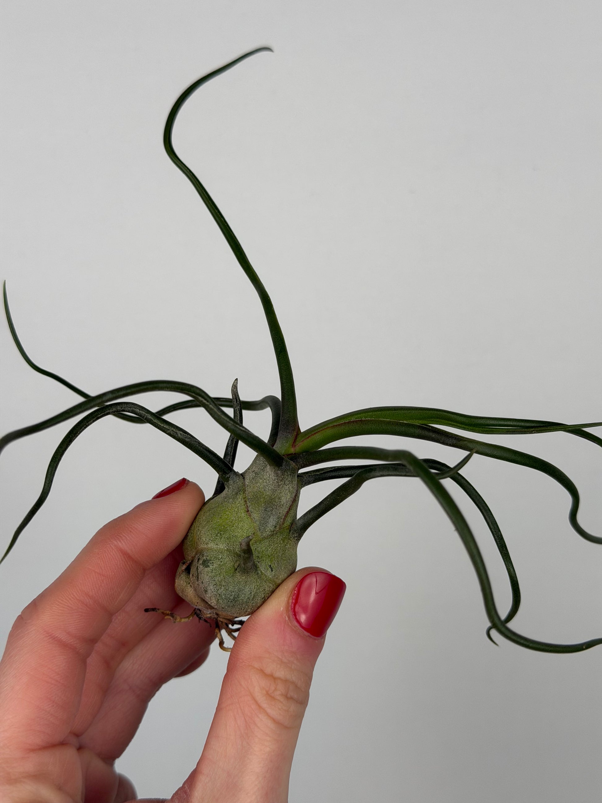 Tillandsia Bulbosa Tillandsia Tropical Corner