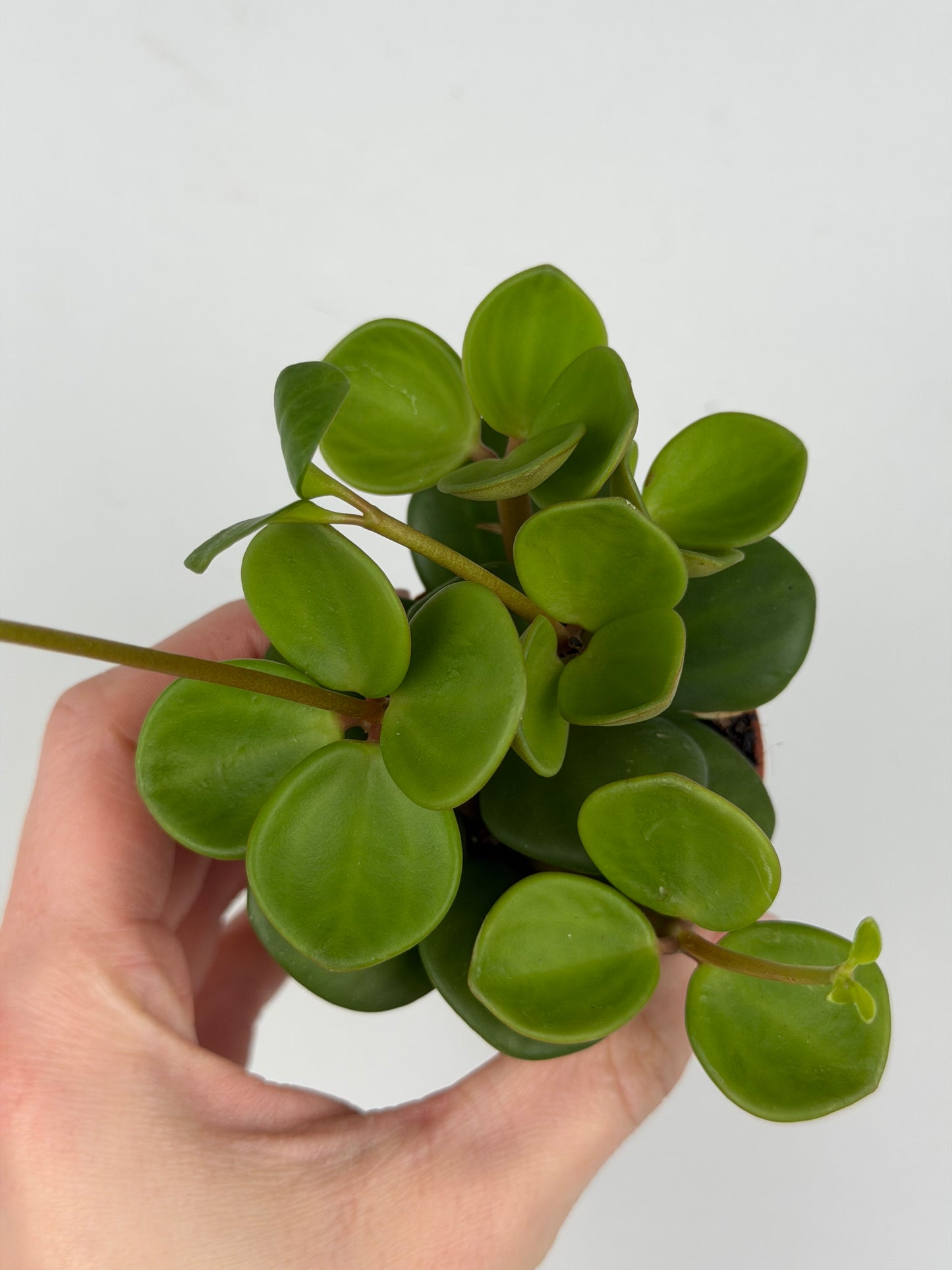 Peperomia tetraphylla 'Hope' Peperomia Tropical Corner