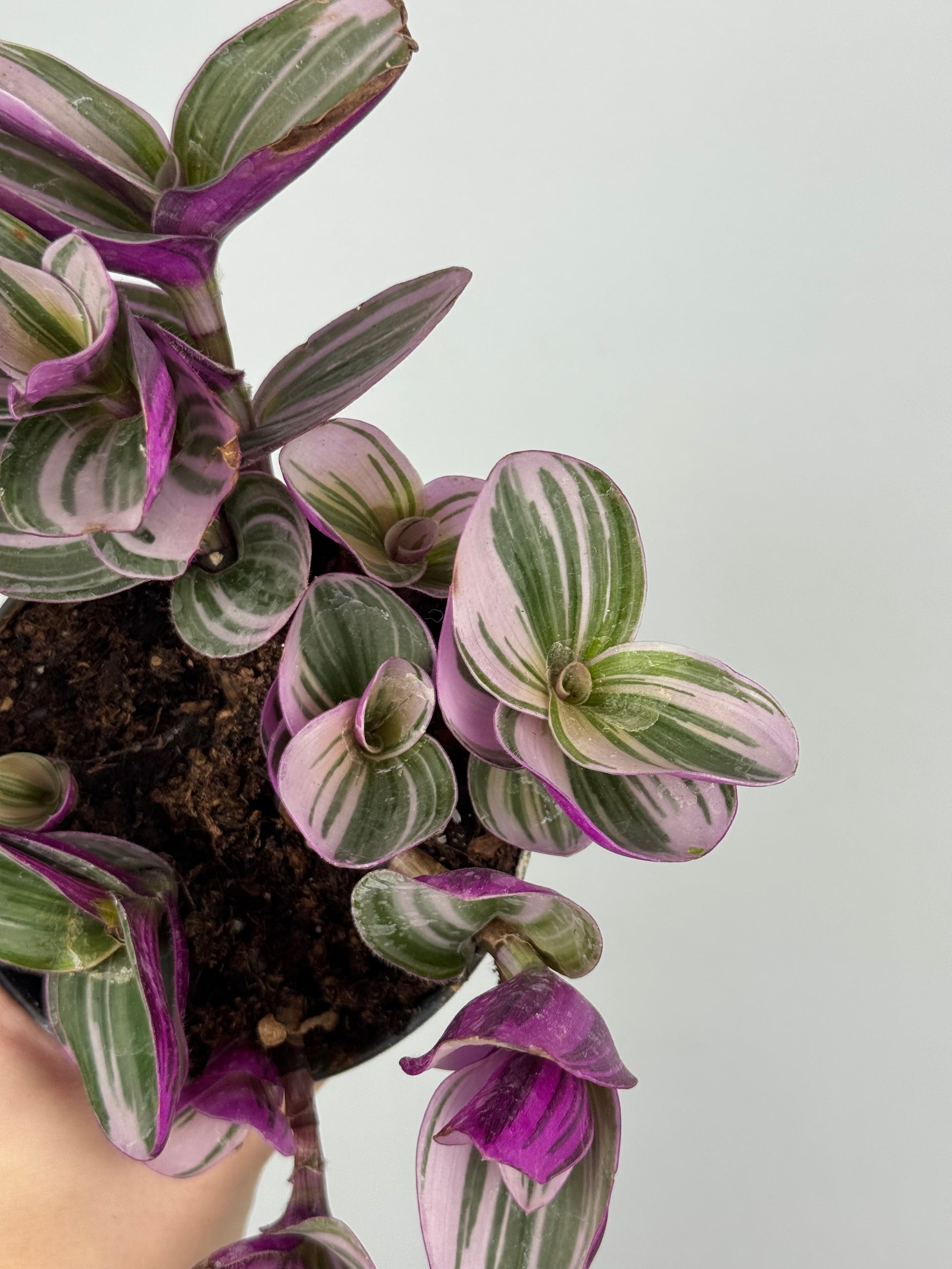 Tradescantia Nanouk | Zinnia