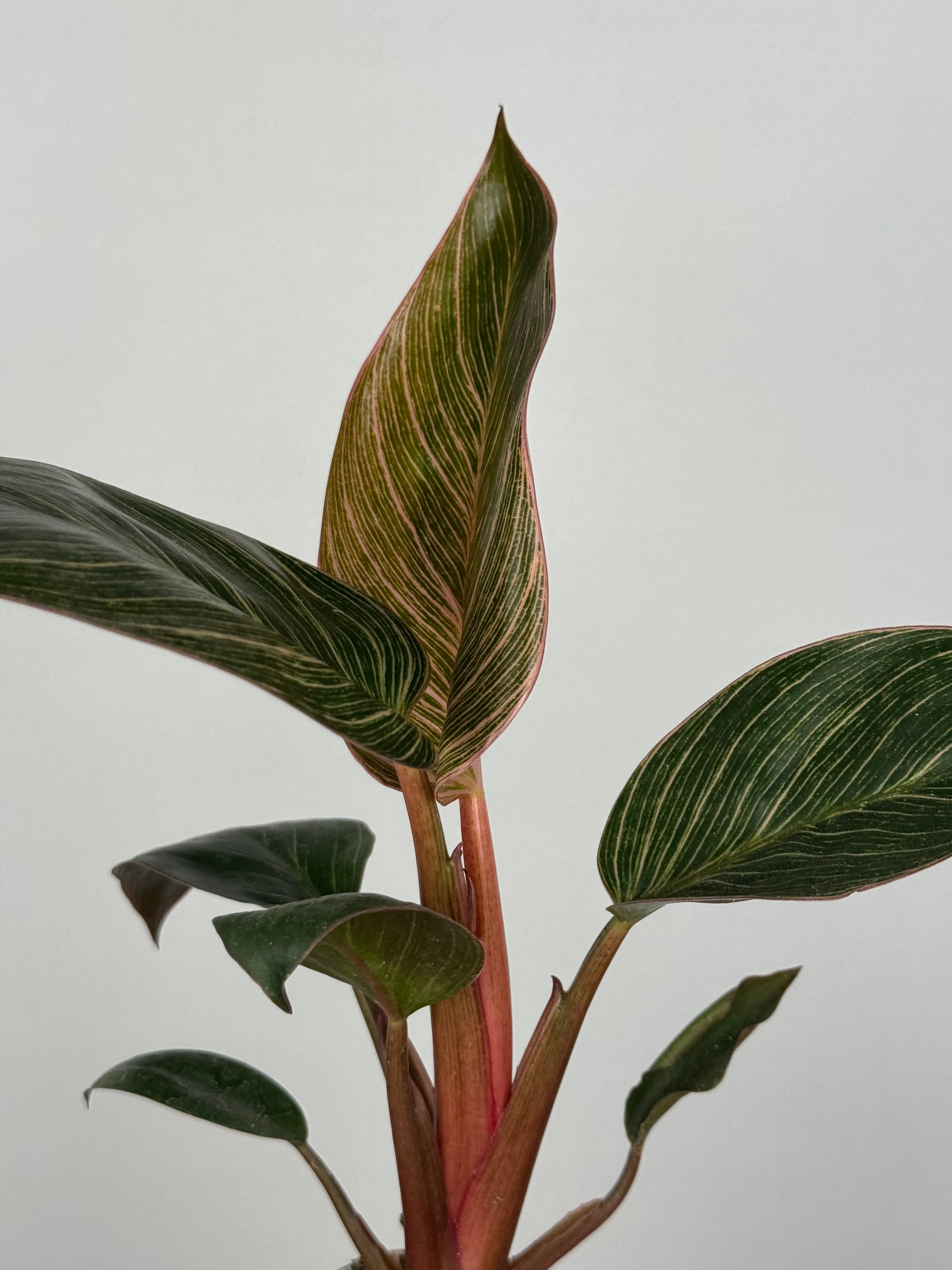 Philodendron Pink Bikini