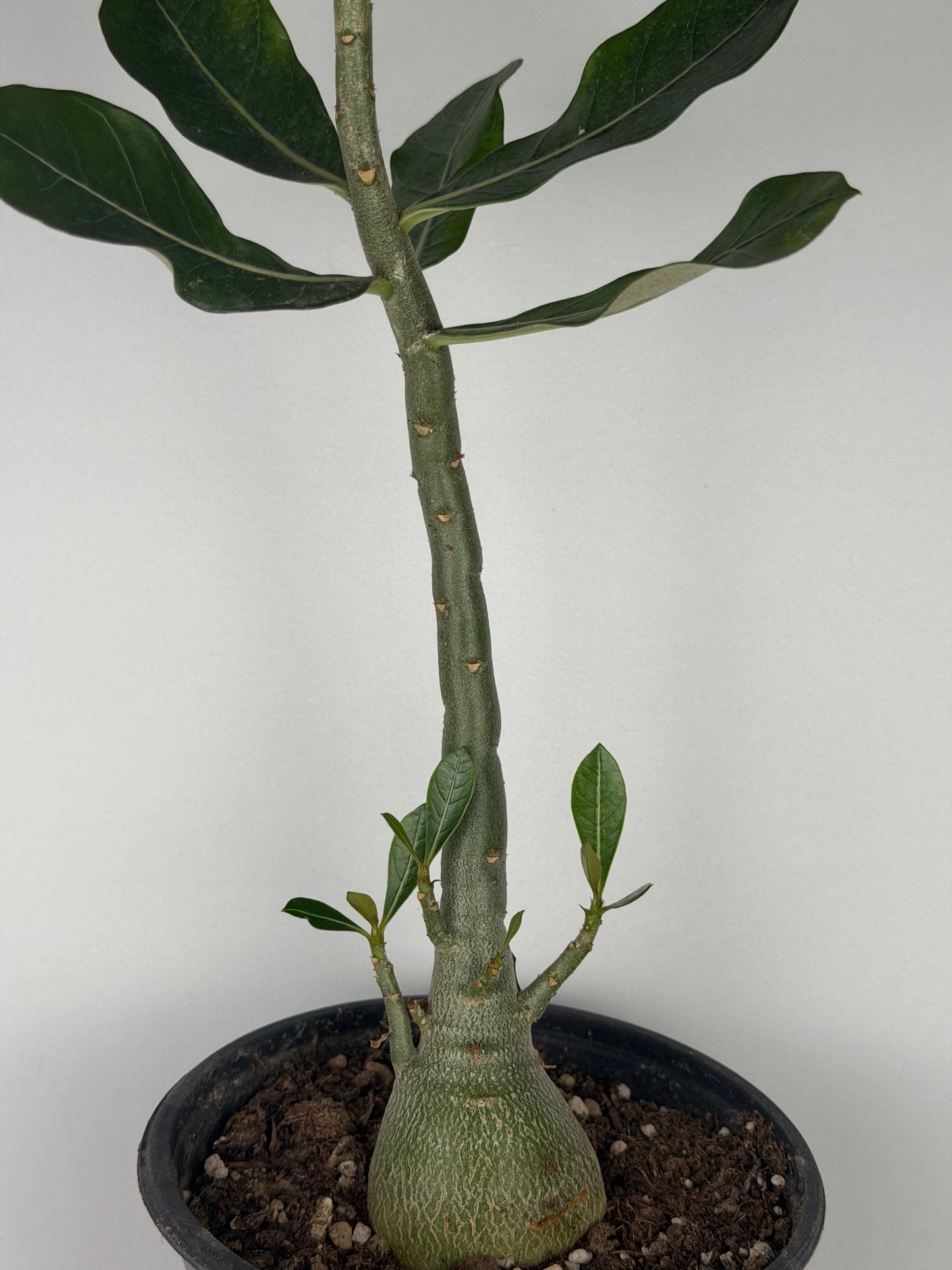 Adenium obesum Adenium Tropical Corner