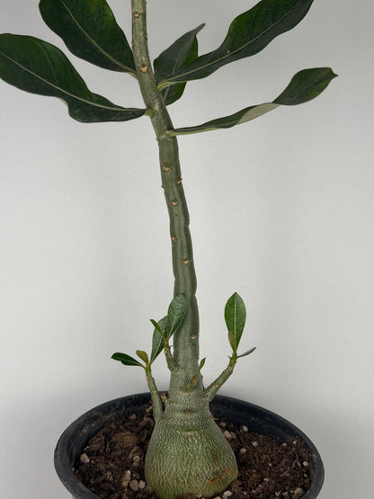 Adenium obesum Adenium Tropical Corner