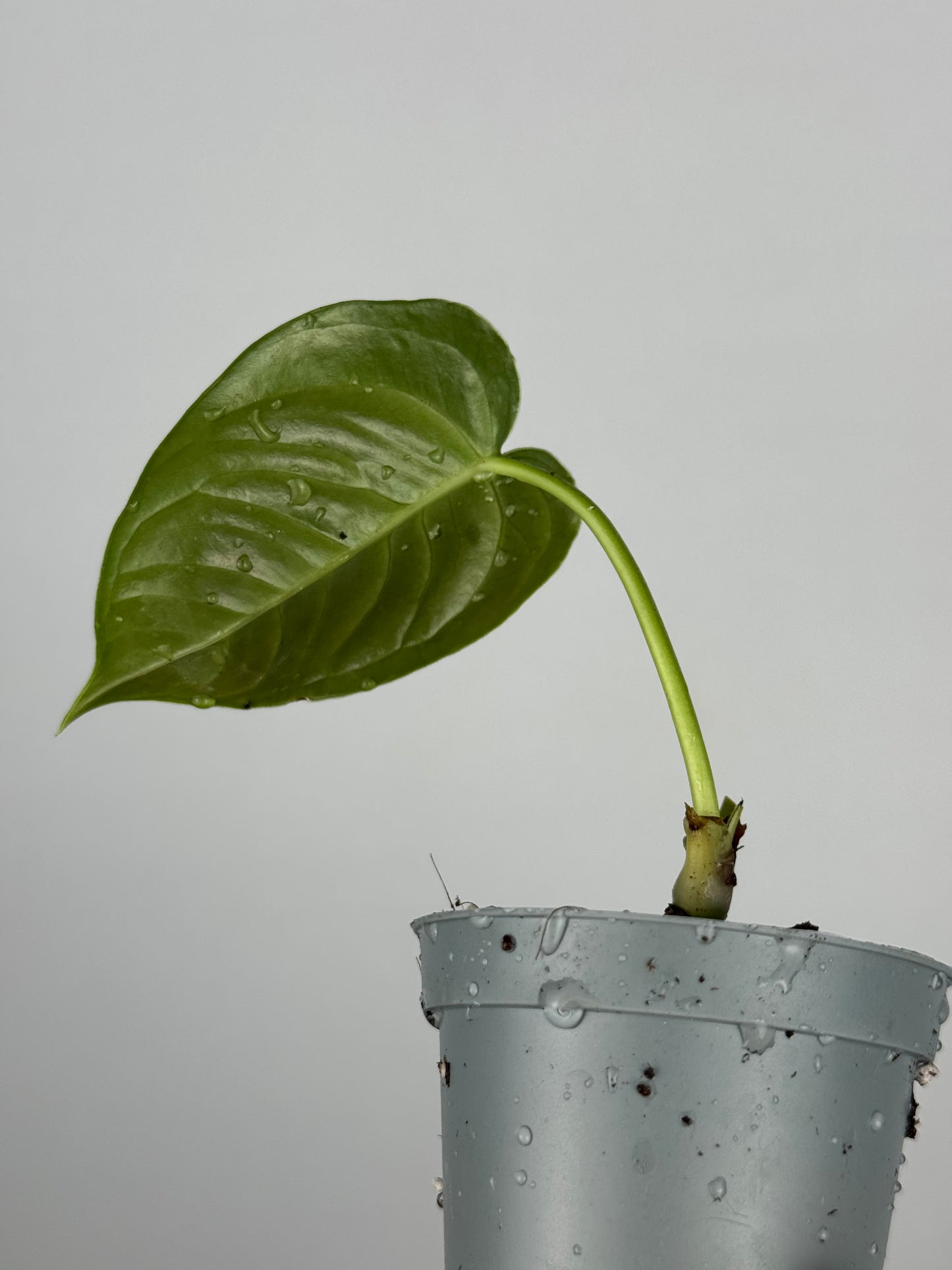 Anthurium Veitchii | Joan