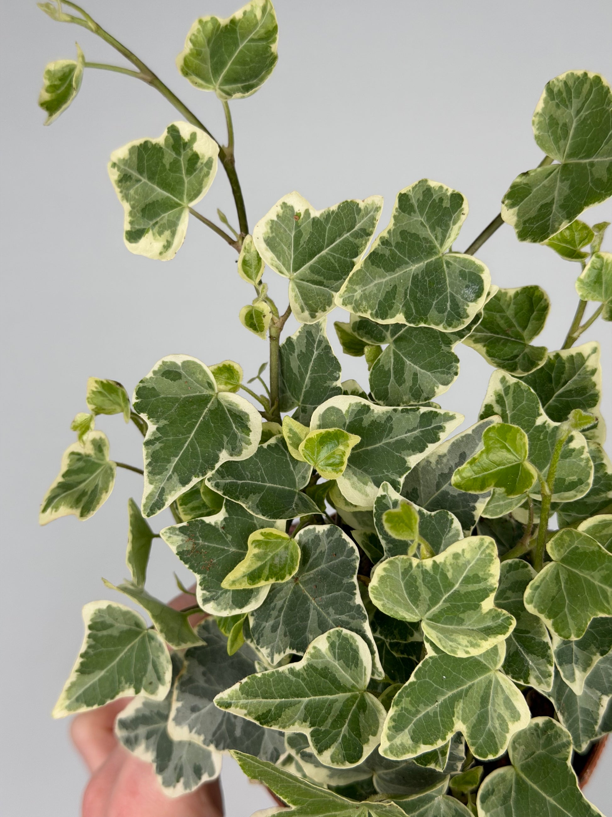 Hedera hel. 'White Wonder' Hedera Tropical Corner