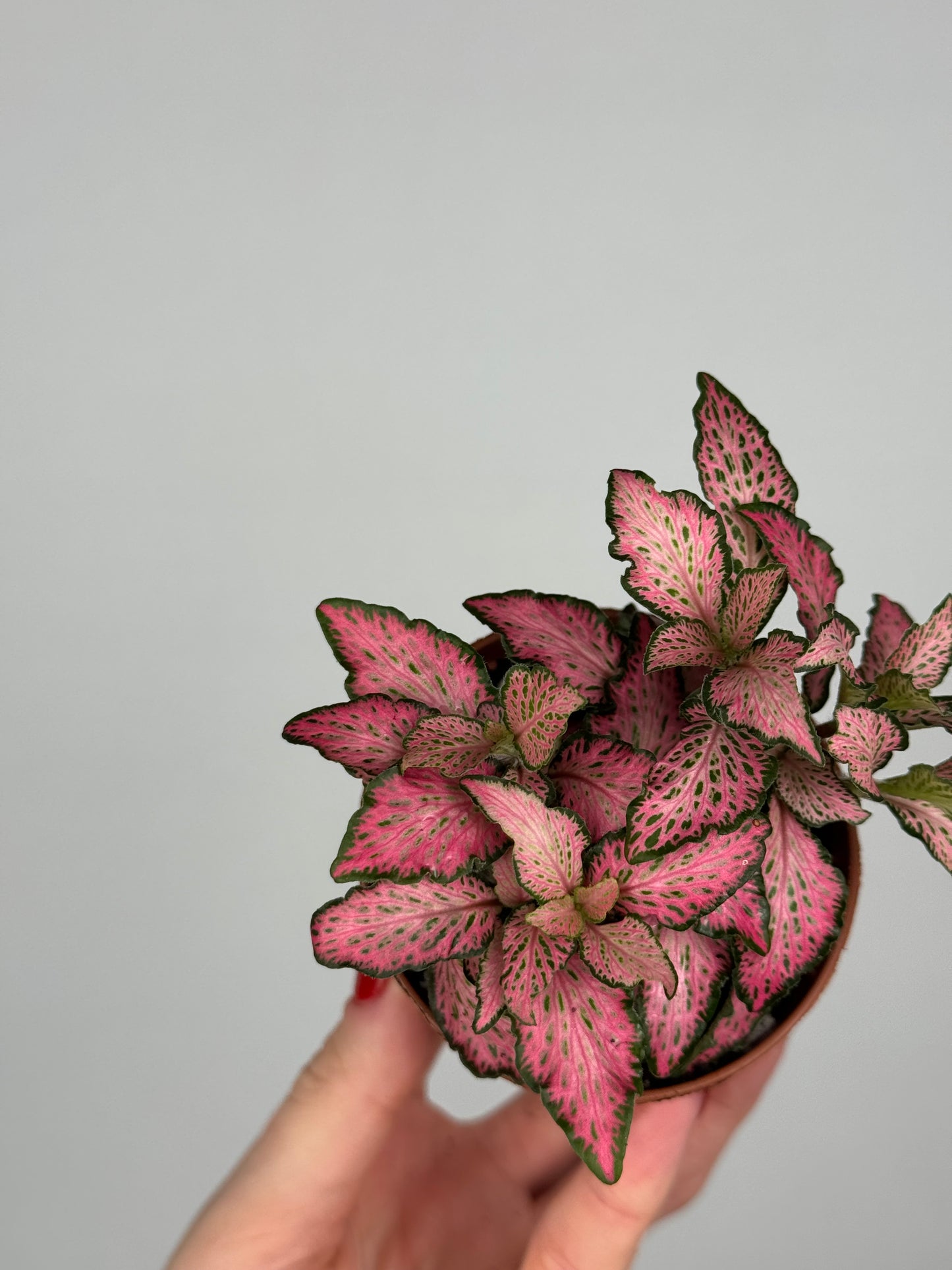 Fittonia Pink 'Forest Flame'