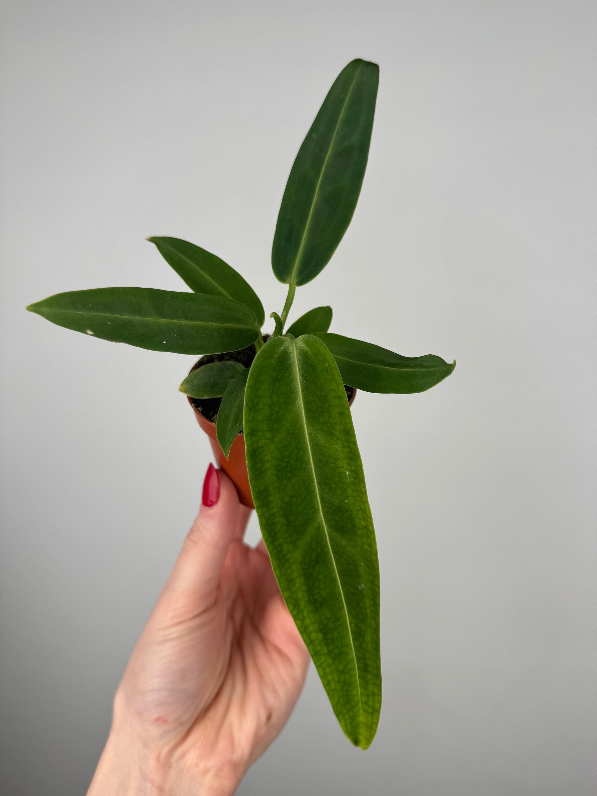 Anthurium Warocqueanum