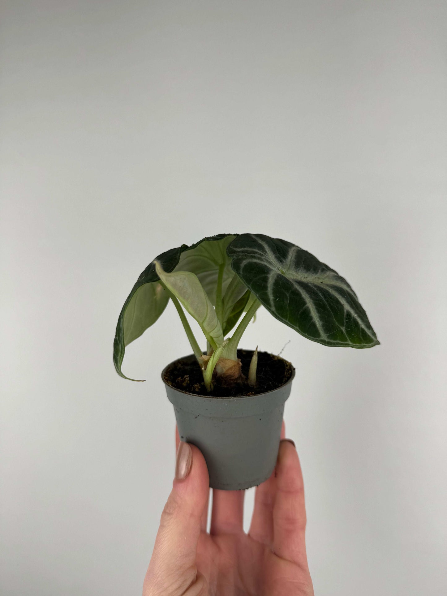 Alocasia Reginula “Ninja”