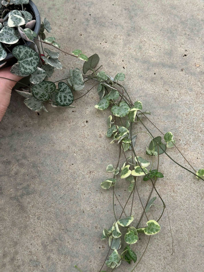 Ceropegia Woodii “String of hearts” variegata