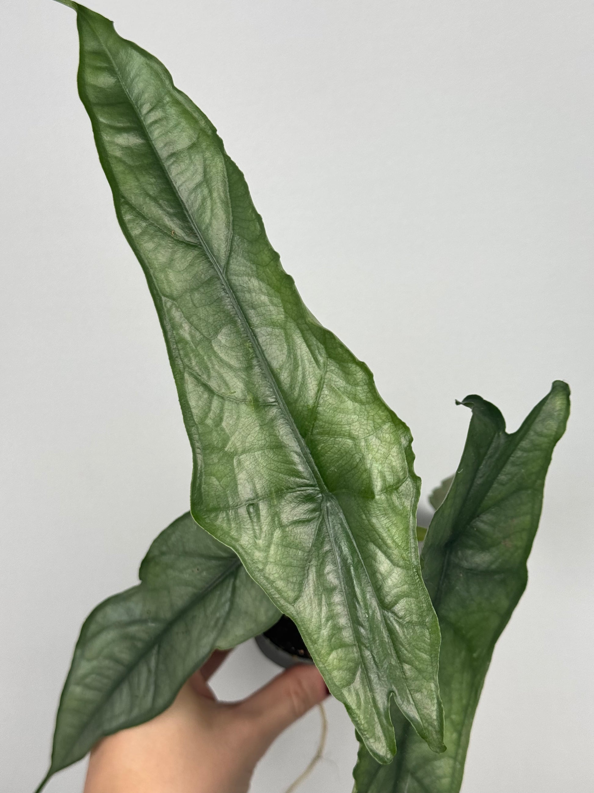 Alocasia heterophylla 'Dragon's Breath'
