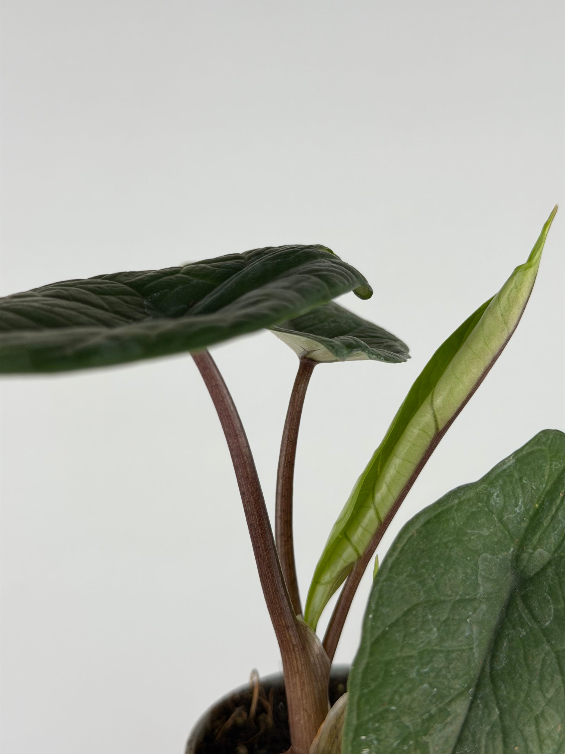 Alocasia Scalprum