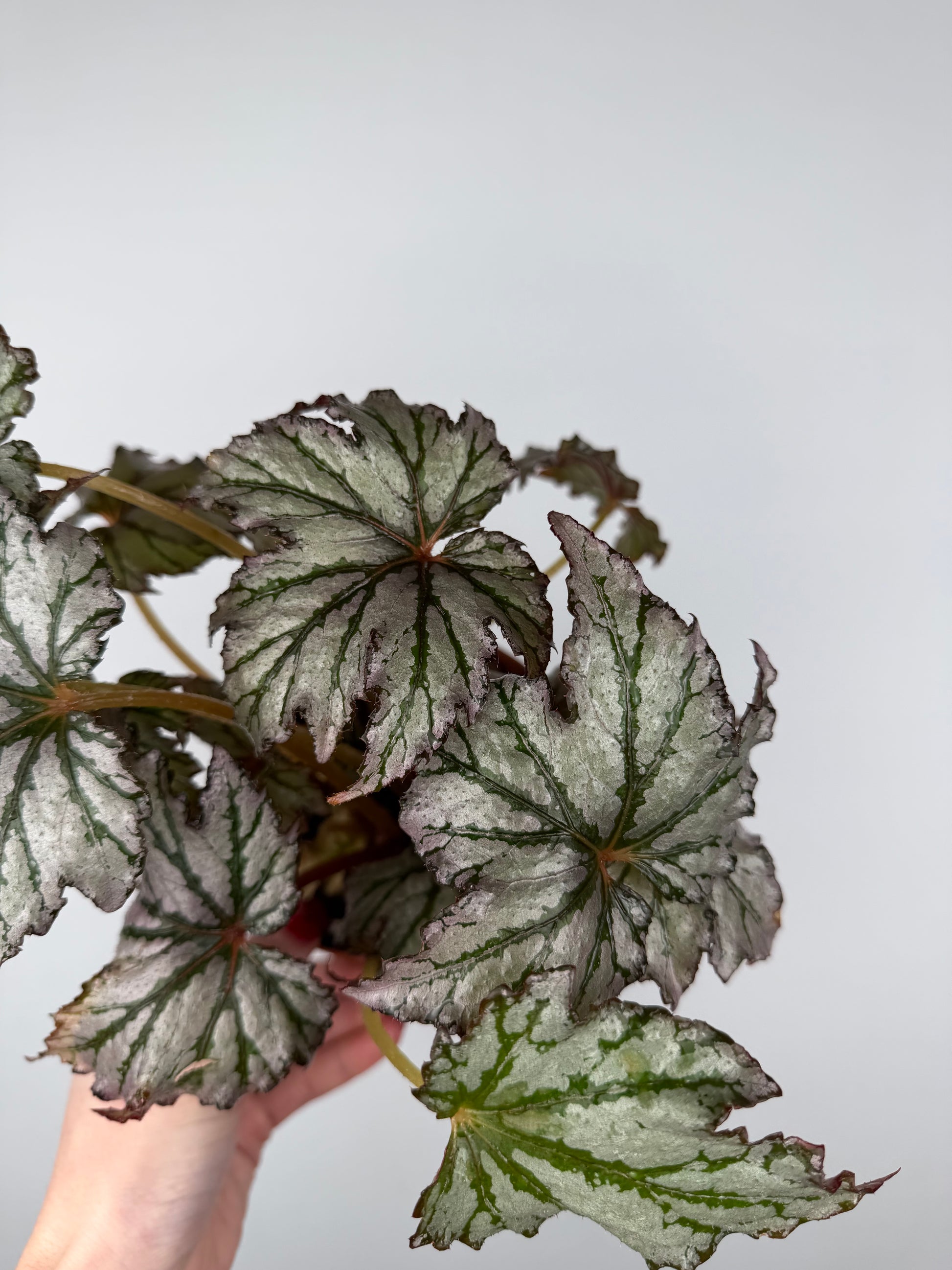 Begonia 'Spacestar Maia'