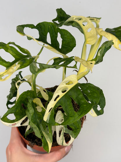 Monstera Adansonii Variegata Monstera Tropical Corner
