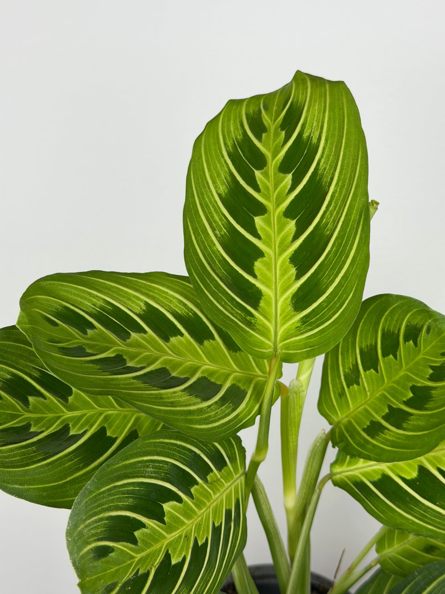 Maranta Leuconeura 'Lemon Lime'