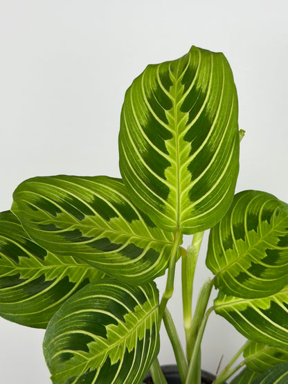 Maranta Leuconeura 'Lemon Lime'