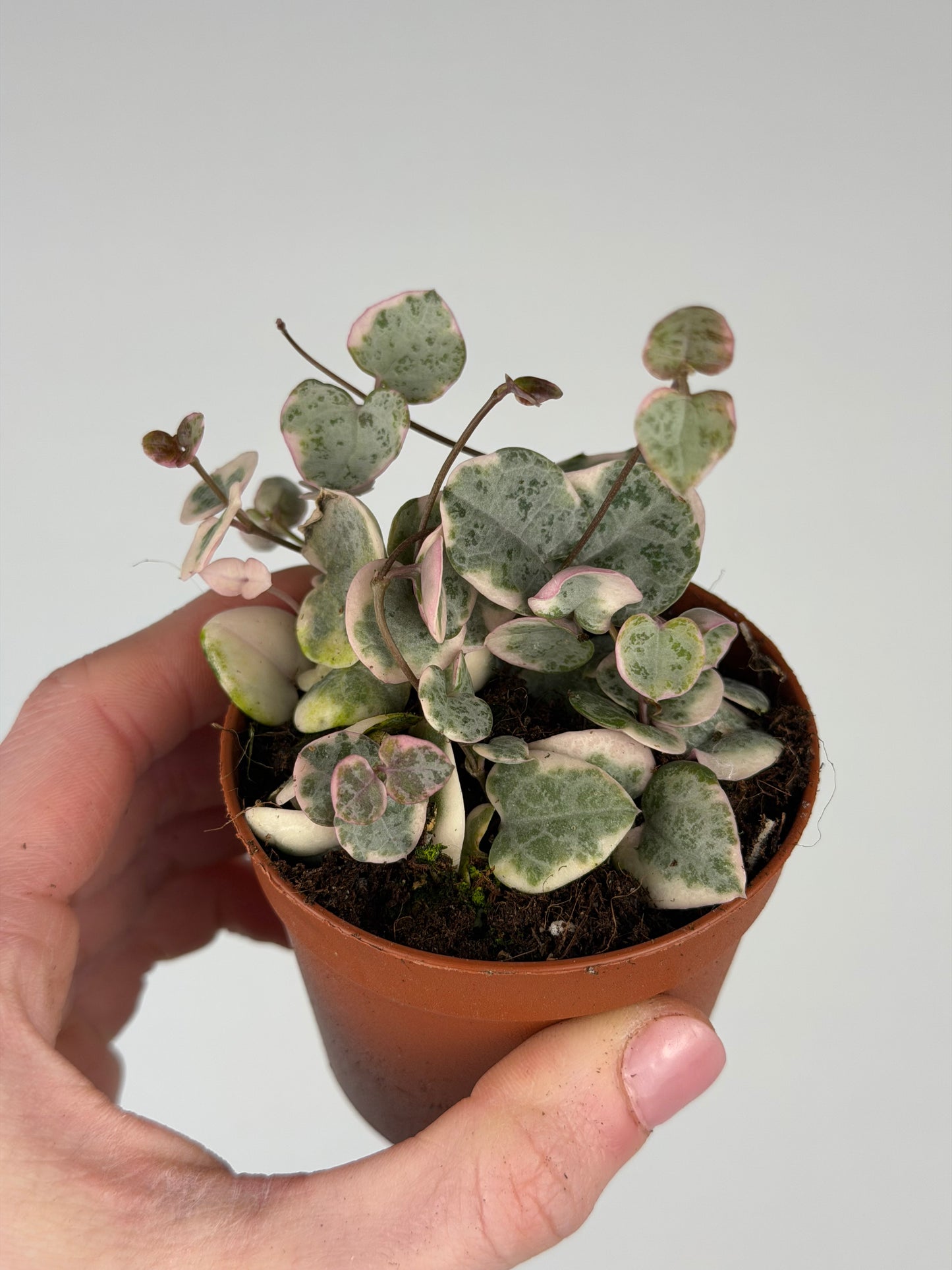 Ceropegia woodii 'String of hearts' variegata Ceropegia Tropical Corner “S” 6 cm