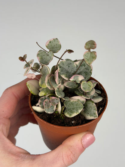 Ceropegia woodii 'String of hearts' variegata Ceropegia Tropical Corner “S” 6 cm