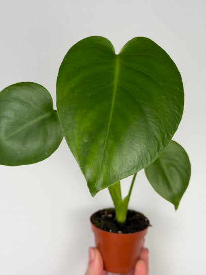 Monstera Deliciosa Monstera Tropical Corner
