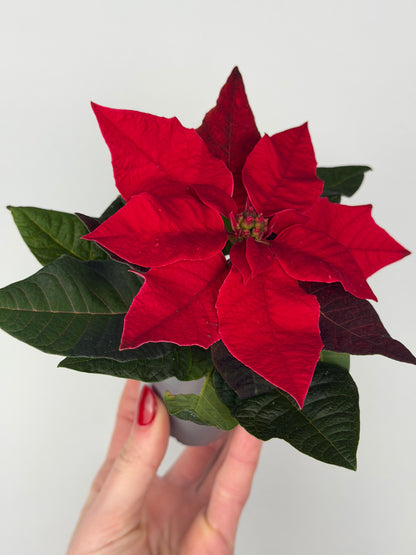 Euphorbia pul. Princettia Red