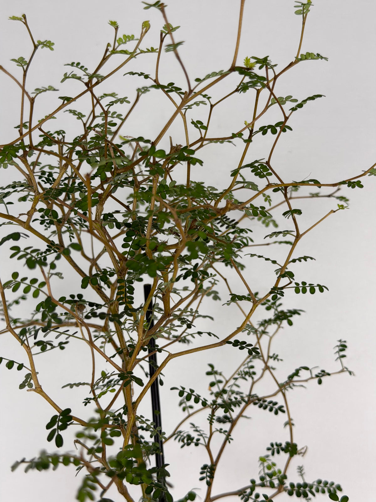 Sophora Prostrata 'Little Baby'