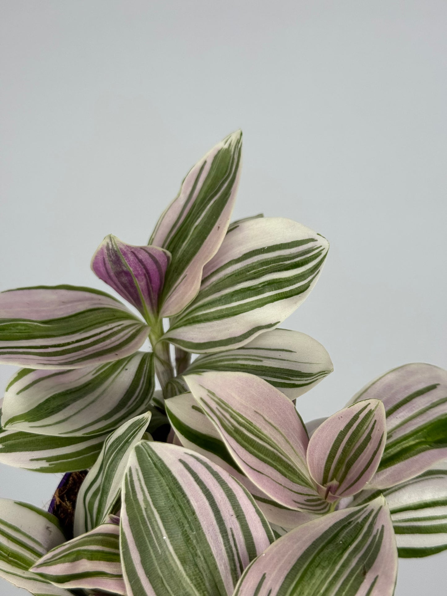 Tradescantia Unicorn