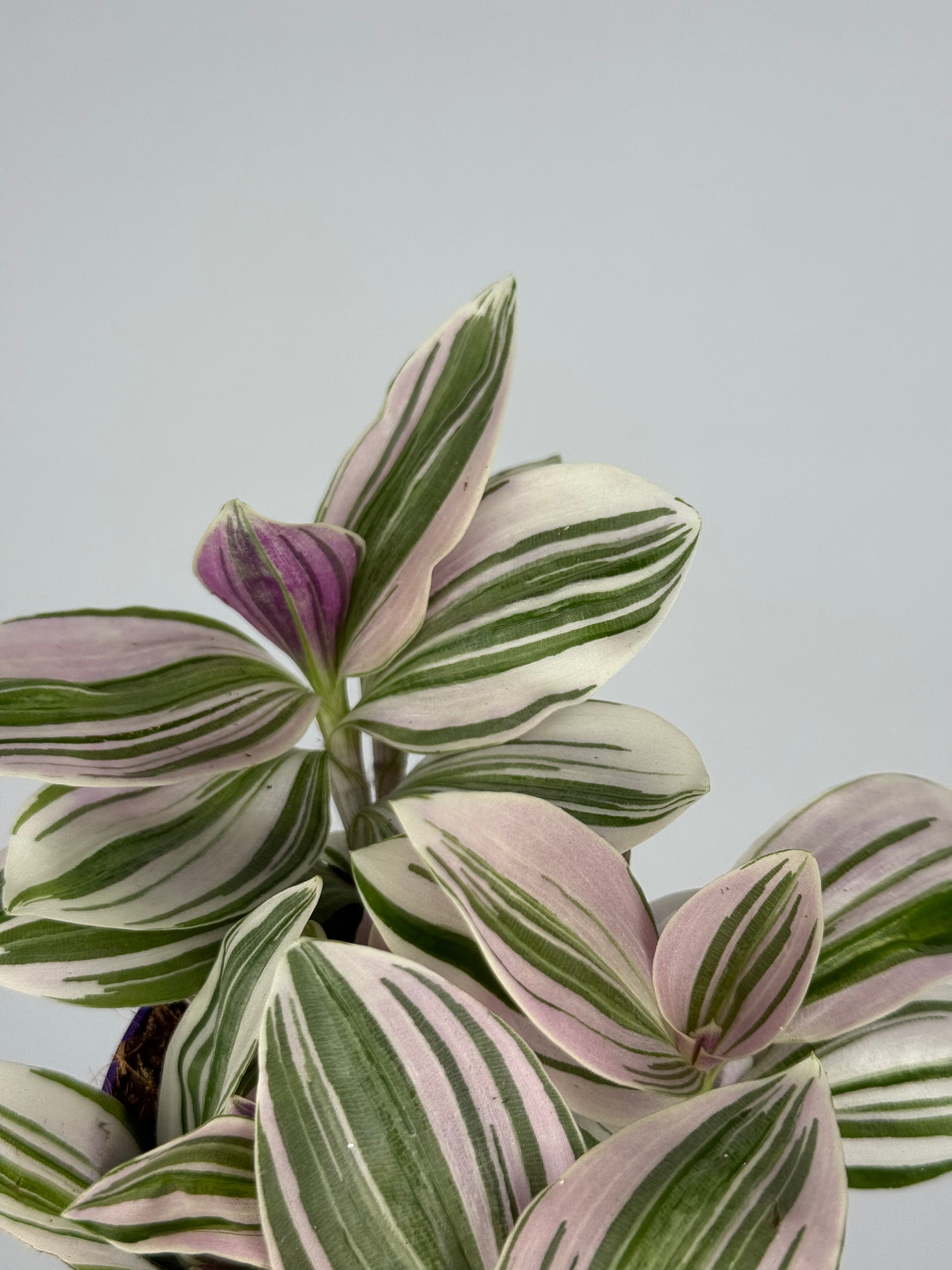 Tradescantia Unicorn