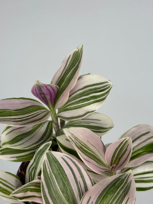 Tradescantia Unicorn