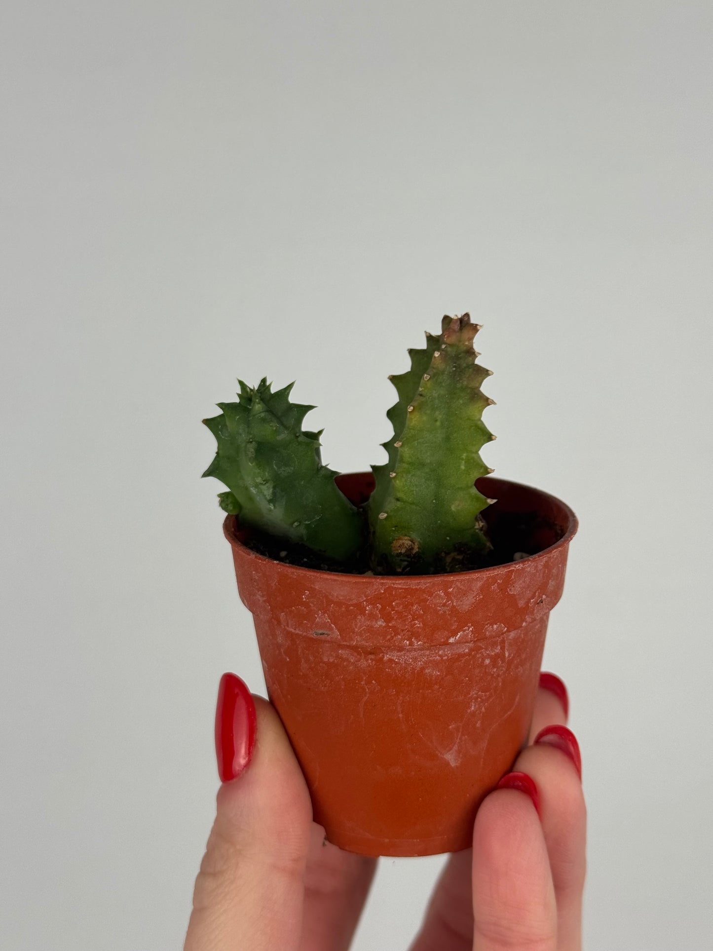 Stapelia Huernia Zebrina | Luma