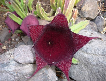 Stapelia leendertziae