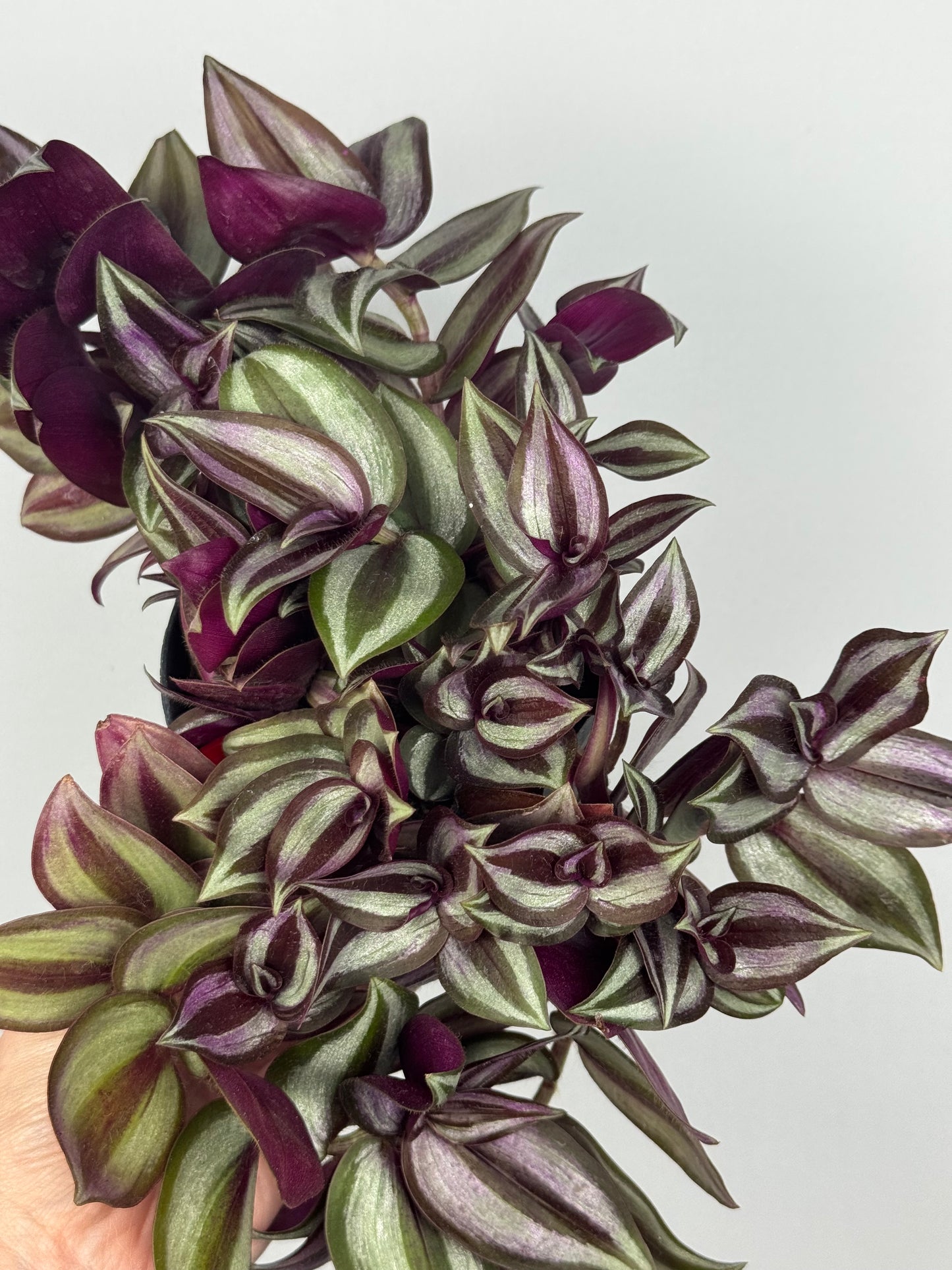 Tradescantia Zebrina “Violet Hill”
