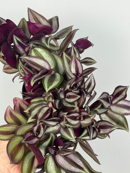 Tradescantia Zebrina “Violet Hill”