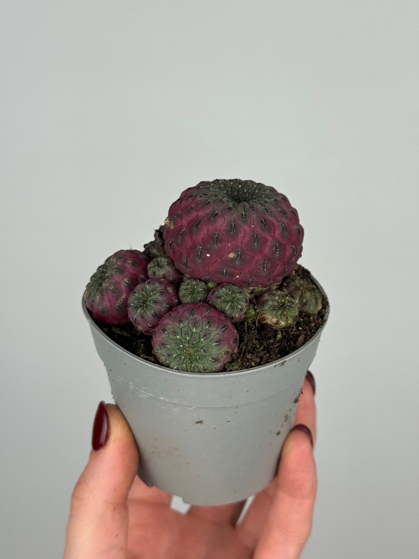 Sulcorebutia rauschii violacidermis
