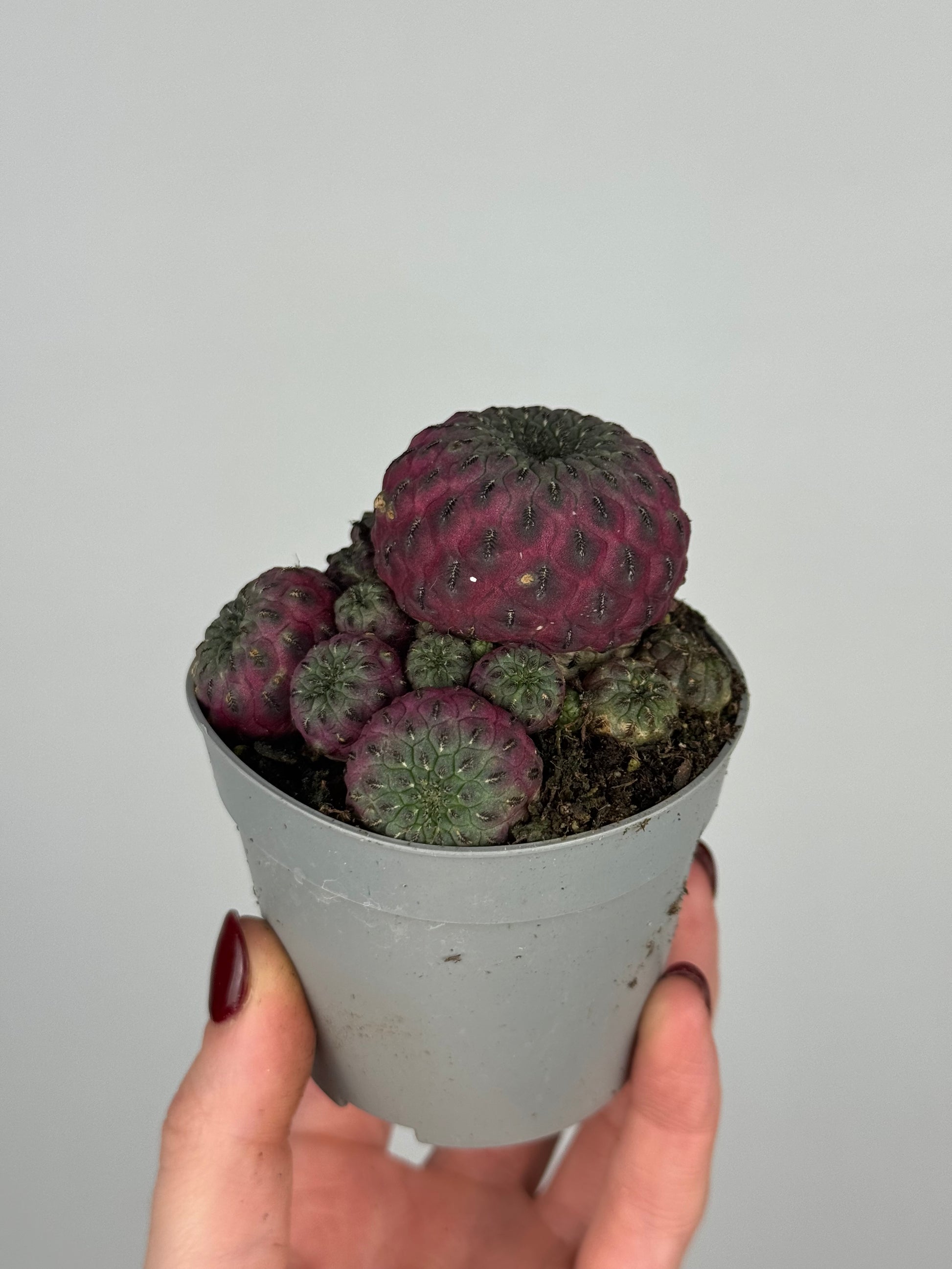 Sulcorebutia rauschii violacidermis