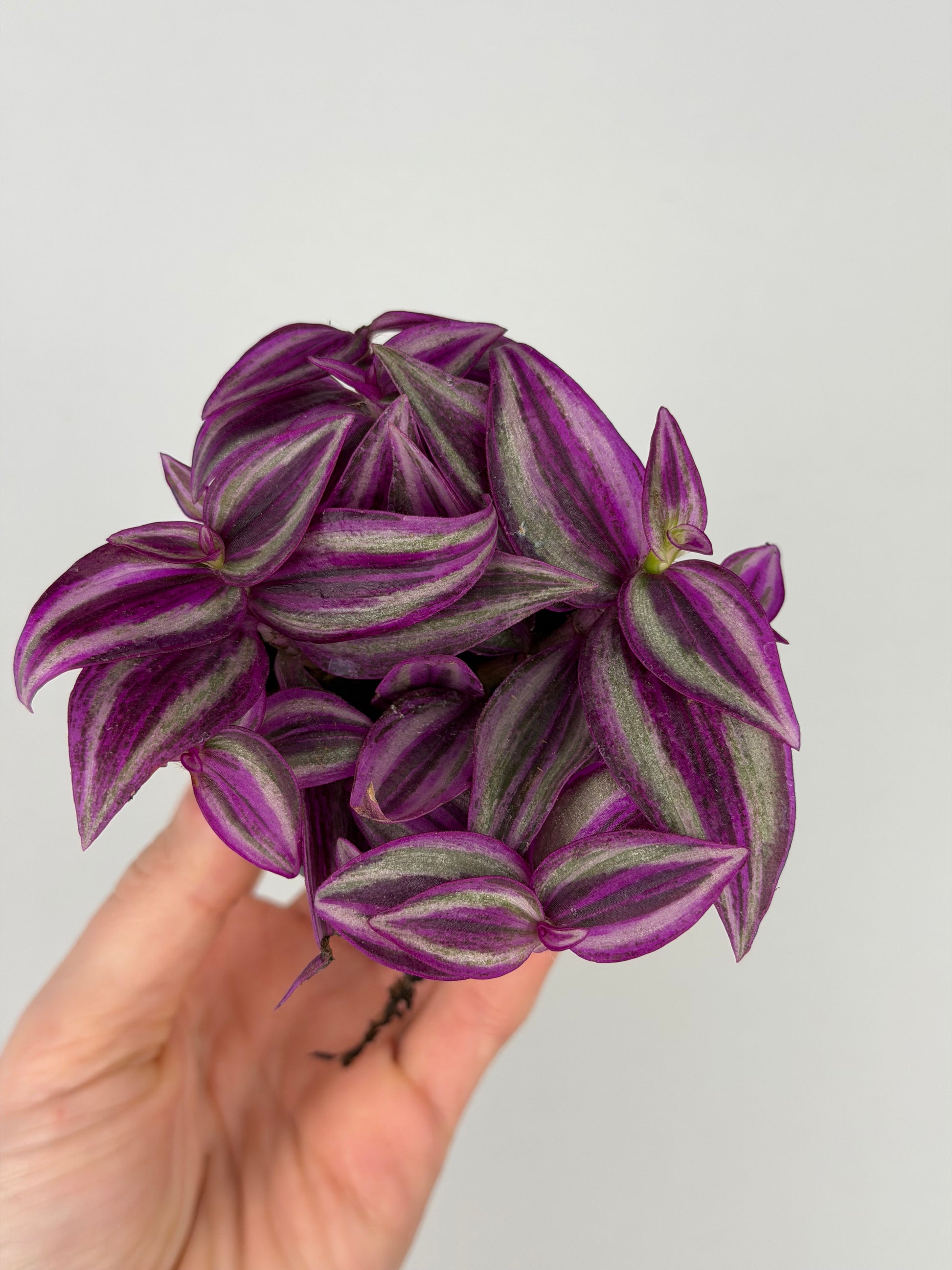 Tradescantia 'Pink Paradise'