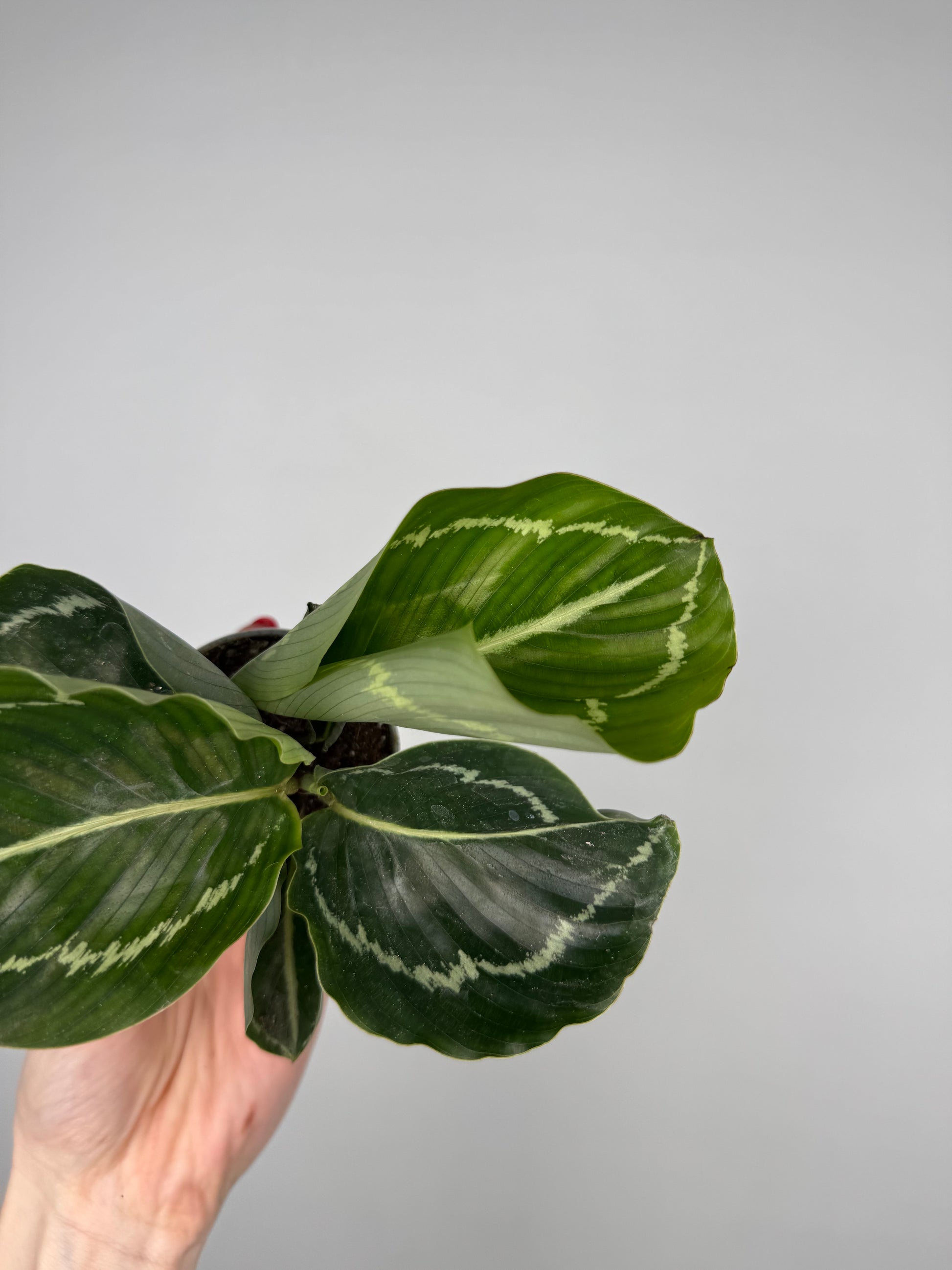 Calathea roseopicta “Green Goddess”