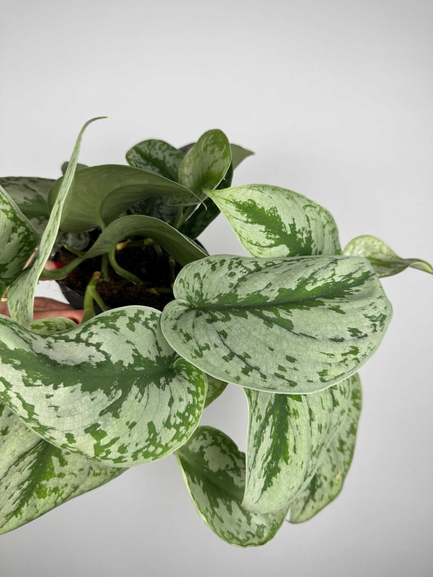 Scindapsus Pictus “Trebie”