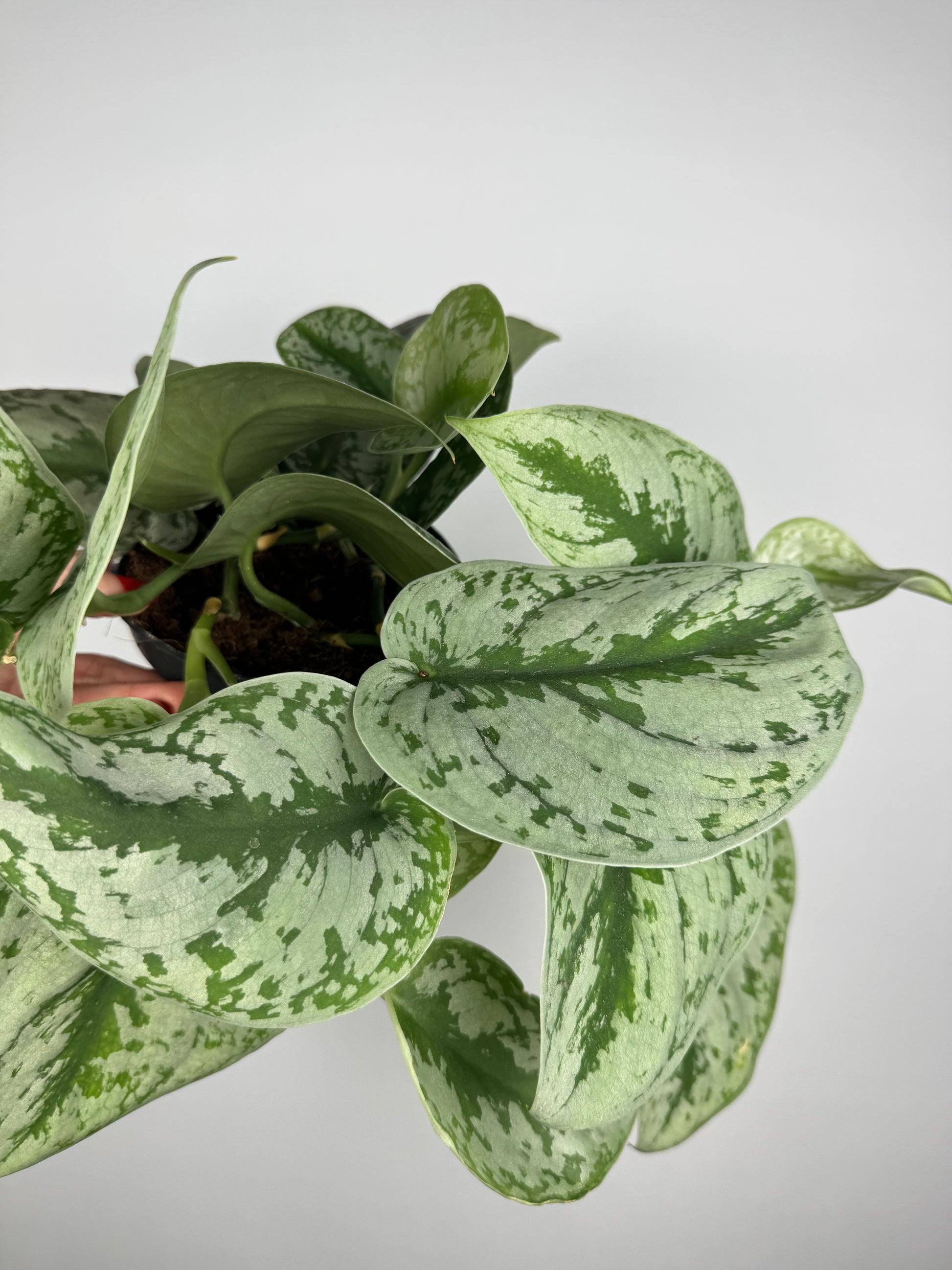 Scindapsus Pictus “Trebie”