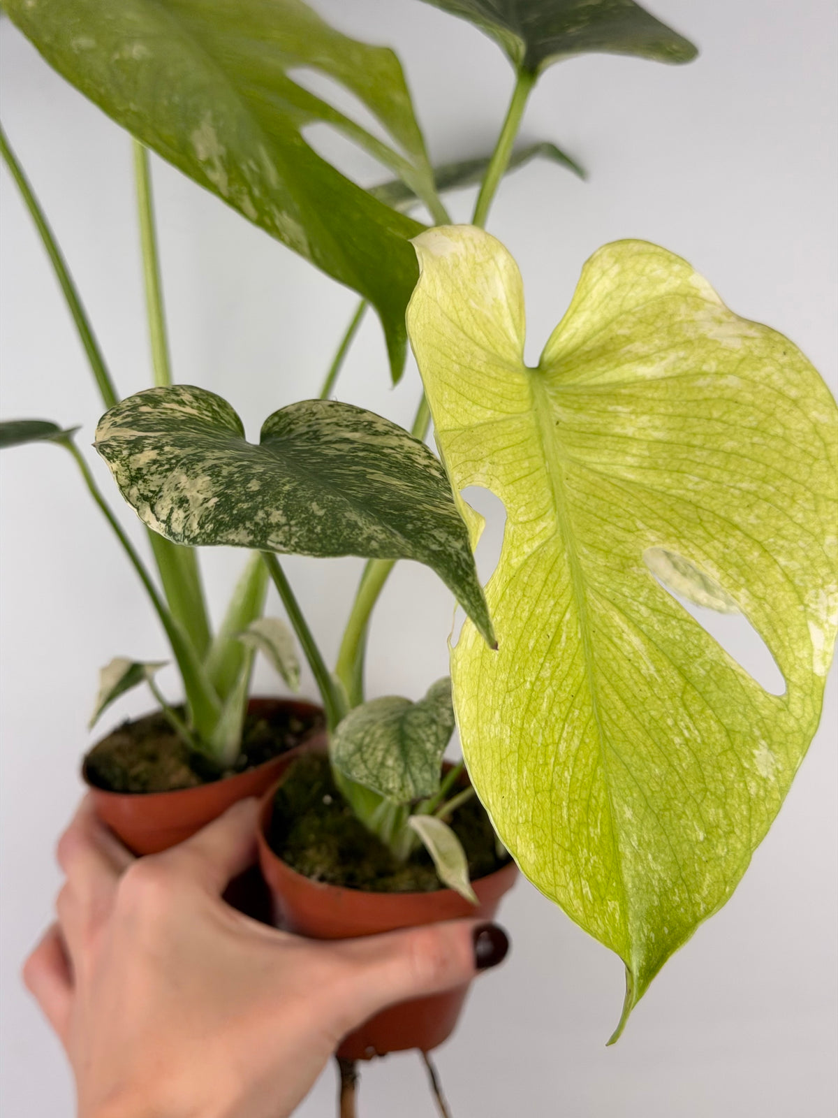Monstera Mint