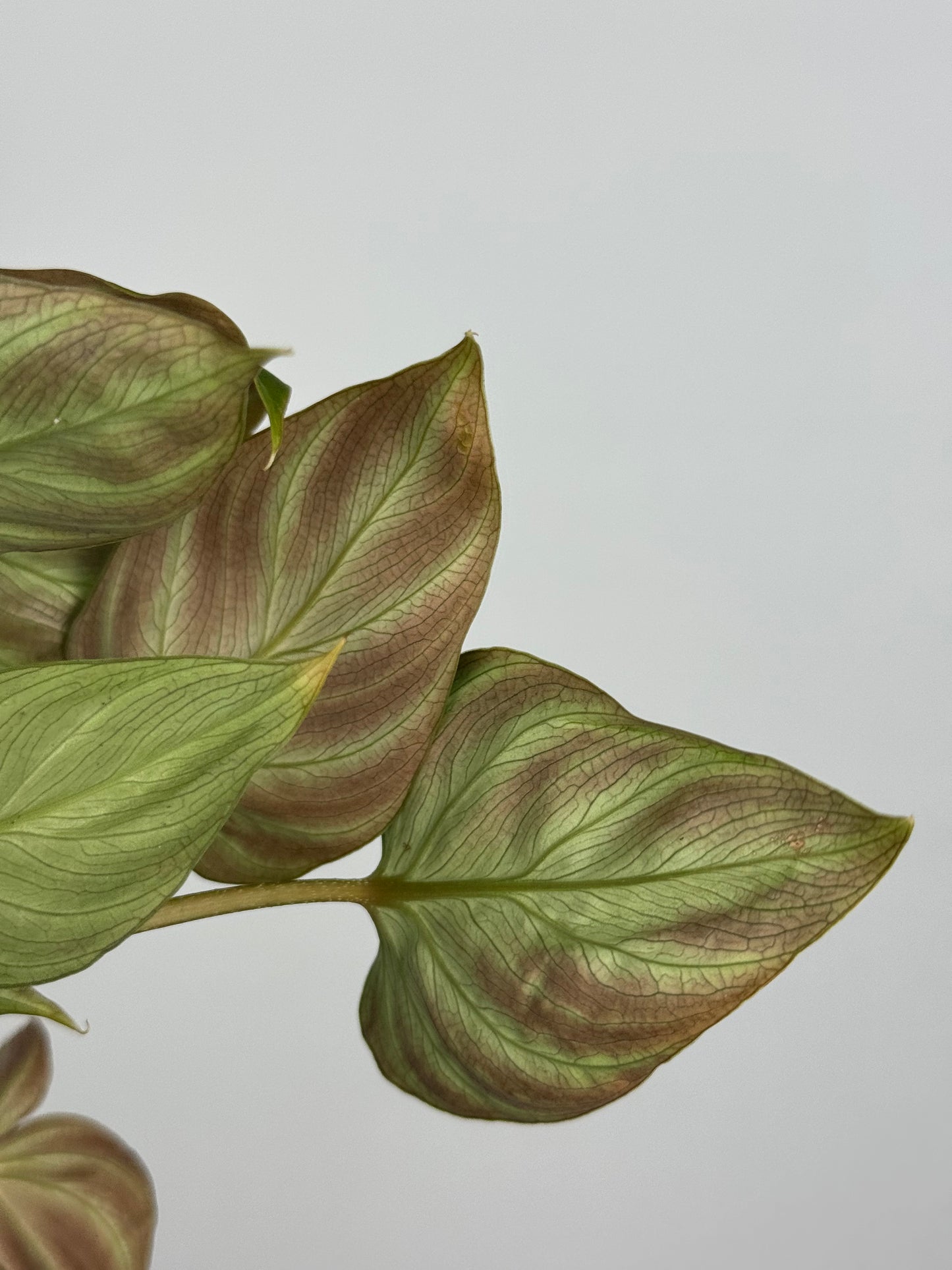 Philodendron El Choco Red