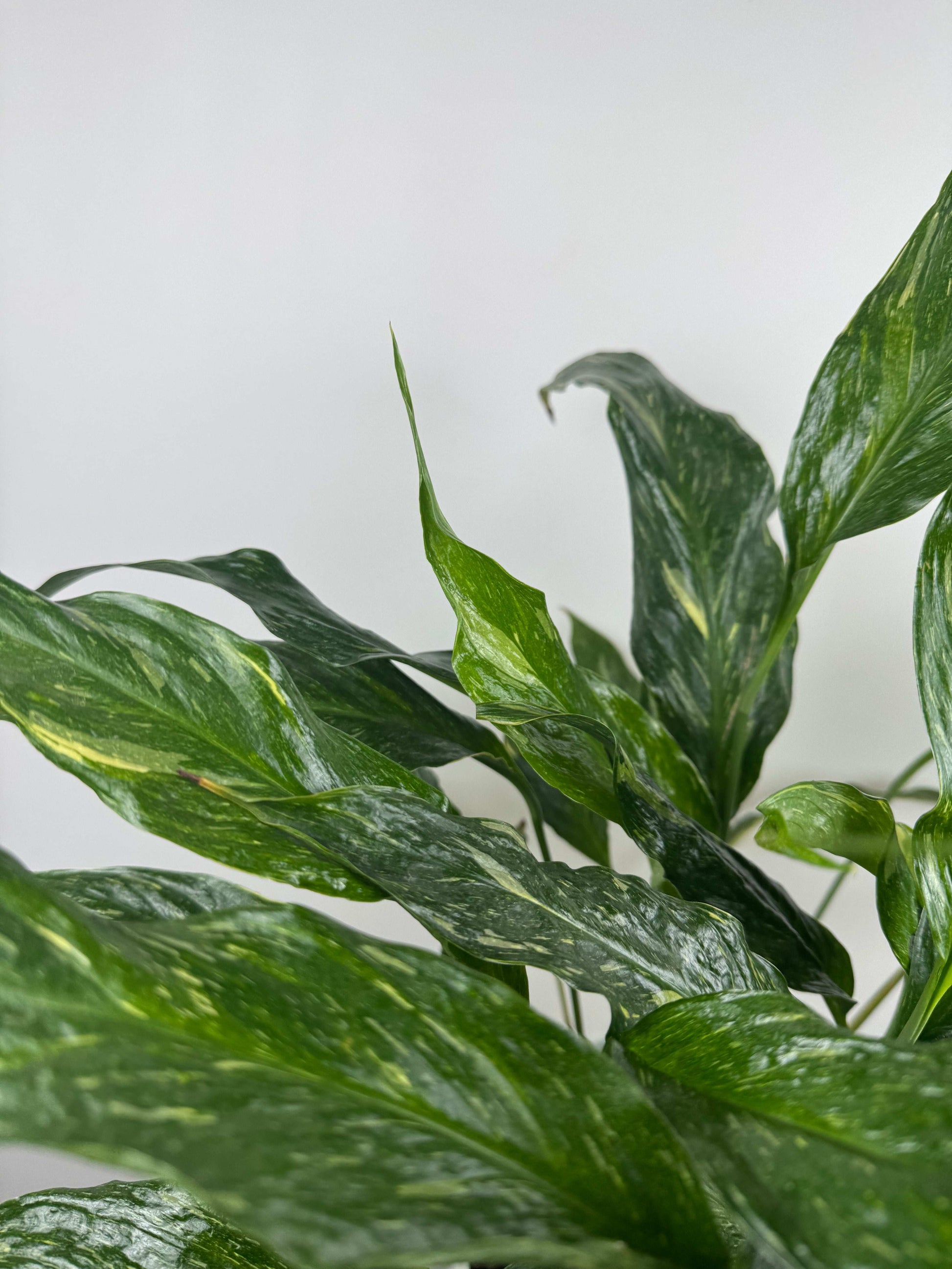 Spathiphyllum “Diamond Variegata”