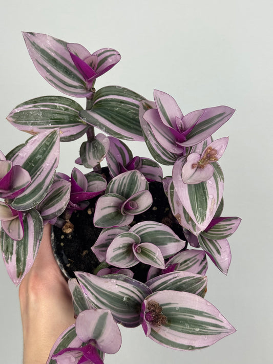 Tradescantia Albiflora “Nanouk”
