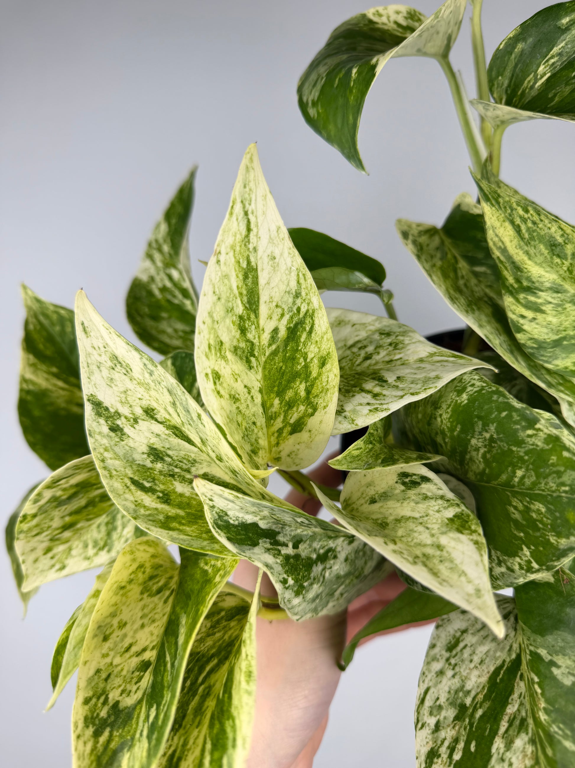 Epipremnum pinnatum Marble Queen Pothos Tropical Corner