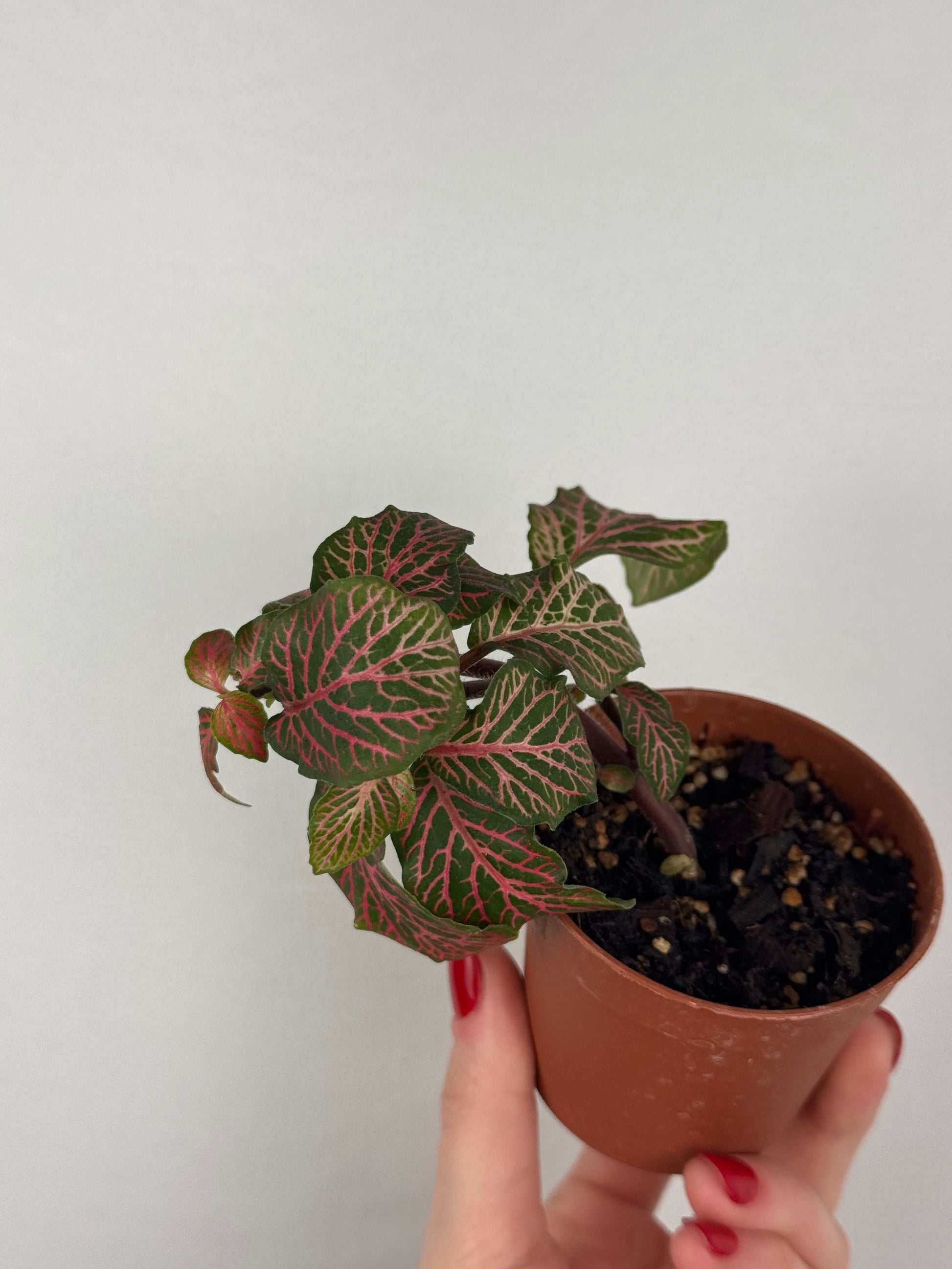 Fittonia “Joly Josan” | Minetta