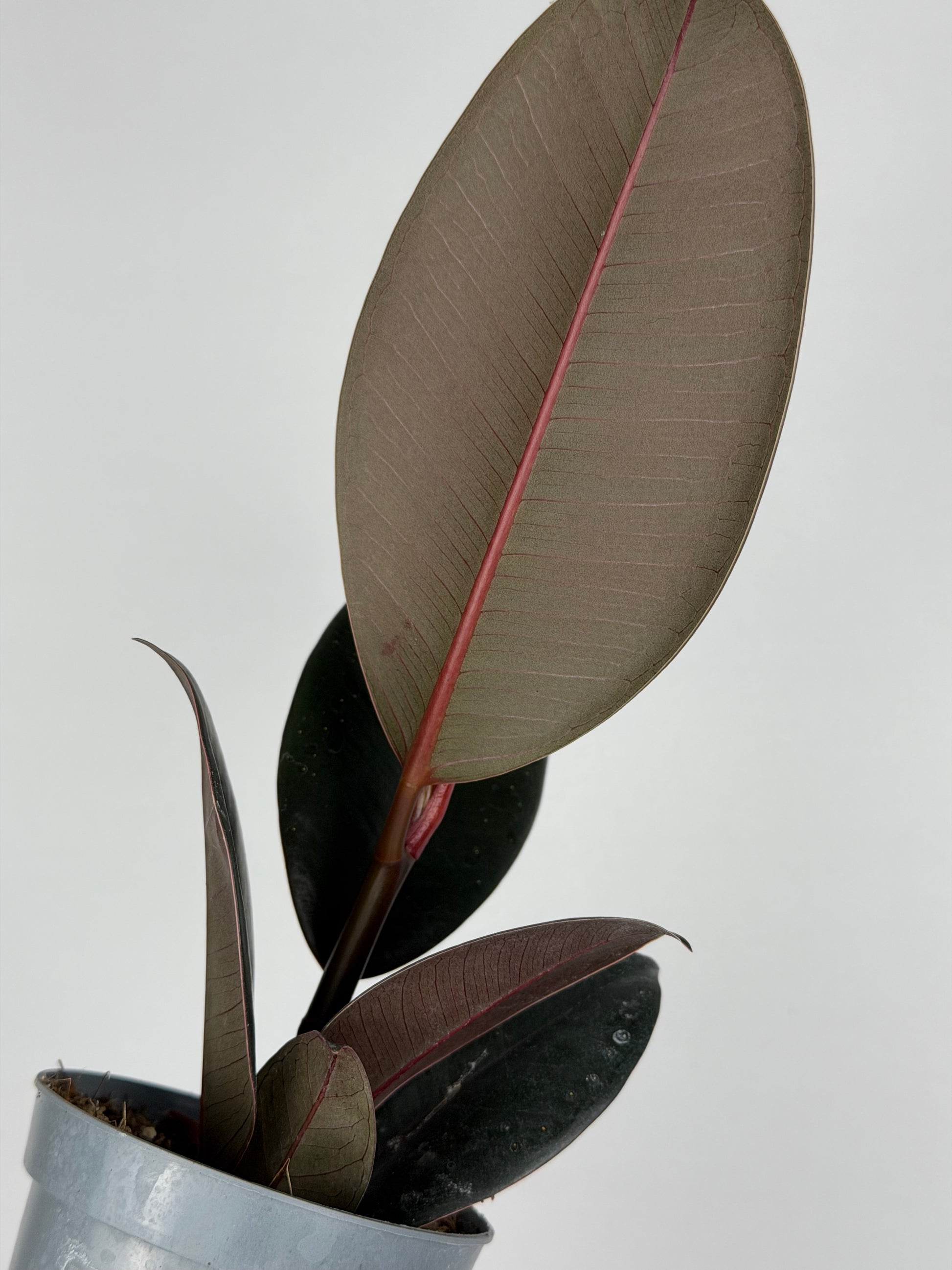 Ficus Elastica “Abidjan”