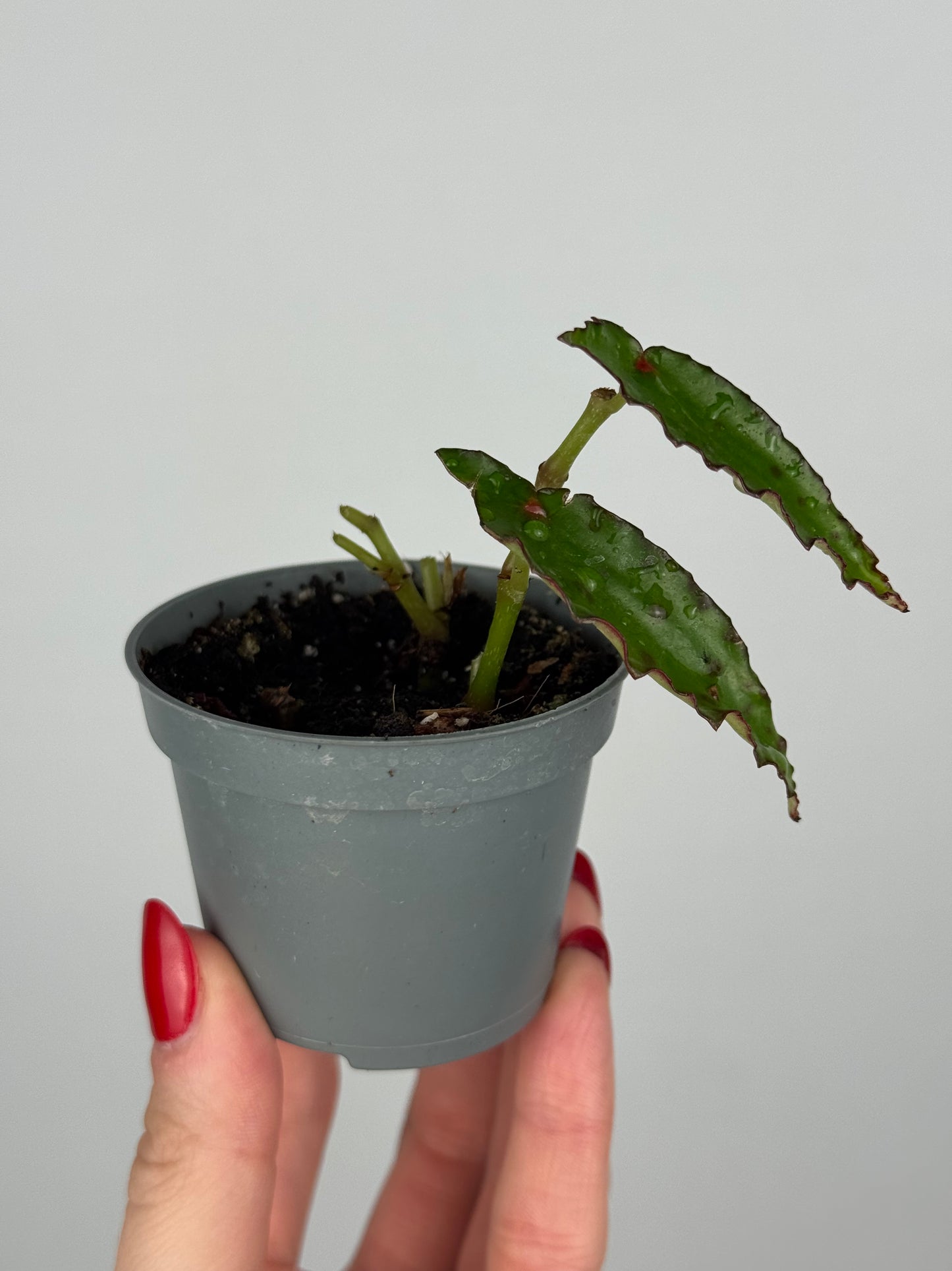 Begonia Amphioxus | Isolde