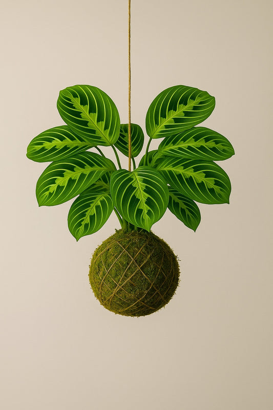 Kokedama | Maranta Leuconeura “Lemon lime”